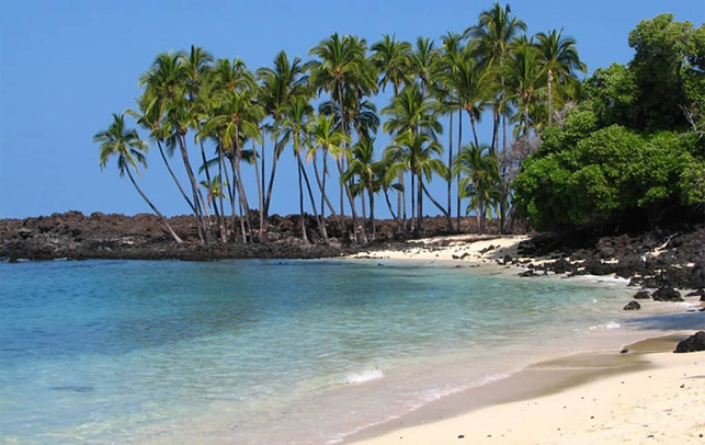 Kona beach with palm trees